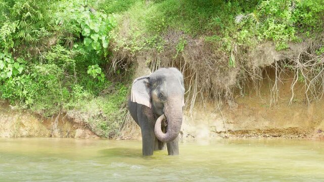 Indian Elephant Khao Sok Elephant Sanctuary. Indian elephant (Elephas maximus indicus)27.12.2024. 4K Pro Res Vlog Rec.709 footage
