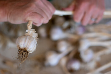 Close-up of a garlic head while a woman braids multiple heads.