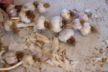 Garlic being braided together with many heads on a counter surface.