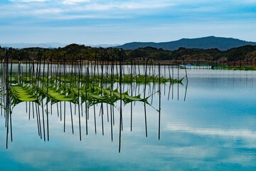 青さ海苔養殖