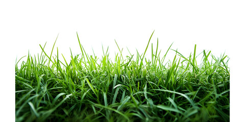 Fototapeta premium Fresh green grass blades growing close to the ground beautifully on transparent background, cut out, PNG 3D Digital Art, clip art.