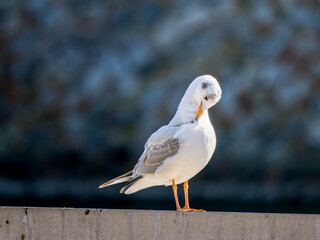 Fototapeta premium ユリカモメのアップ