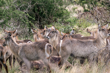 Large group of waterbuck females resting in bushland african savanna. Kruger National park, South Africa