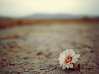 Desert terrain with a lone flowering cactus, representing strength and the capacity to flourish despite harsh surroundings.