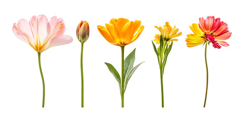 Pack Flower Set in Different Poses Against Transparent Background for Botanical Design, Floral Illustrations, or Nature Concepts