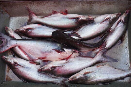 Basa fish a type of catfish are displayed in the fish market for sale 