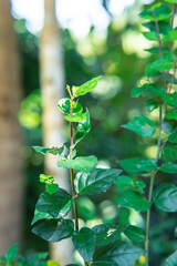 green leaves on a branch