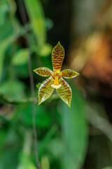 beautiful orchid flower
