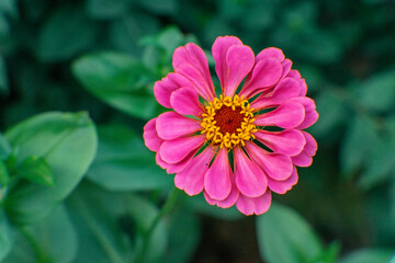 pink dahlia flower
