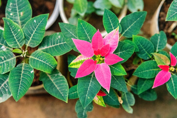 red and green leaves