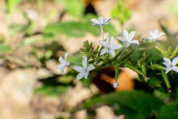 snowdrop flowers in the forest