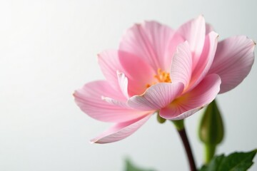 Fototapeta premium Delicate flower with soft petals isolated on white background, flowers, nature