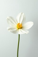 Delicate flower with soft petals on crisp white background, blossom, white, delicate