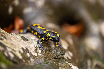A black and yellow fire salamander sits on a damp rock in the forest, showcasing its vibrant markings. A rare amphibian in its natural habitat.