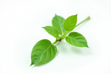 Isolated single green plant stem on white background, simple, isolated