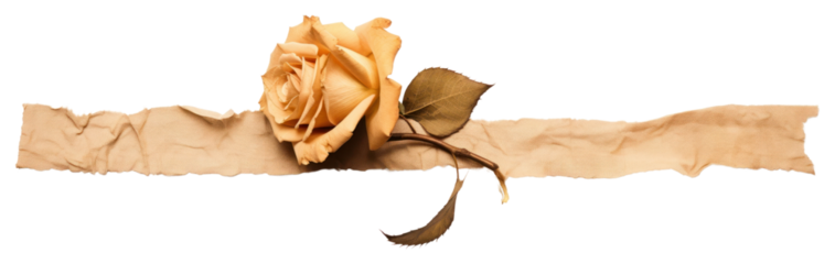 PNG Hrose pattren in paper strip tape flower plant leaf.