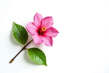 Obraz premium Single branch with flower and leaves on white background, bloom, petals, isolation
