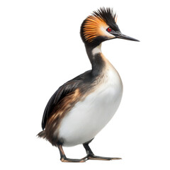 Obraz premium Eared Grebe AI Generated Image