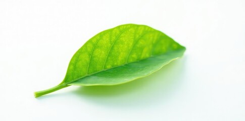 Fototapeta premium Small isolated green leaf on white background, botanical, nature