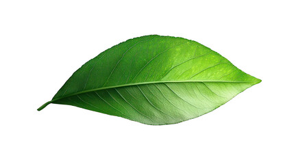 Obraz premium Fresh green leaf showcasing natural texture and light
