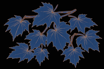 Fototapeta premium close up of a bunch of leaves on a black background