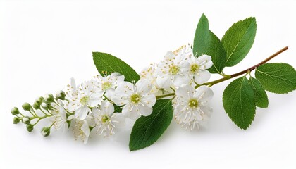 flowering branch of spirea spiraea vanhouttei with white flowers and buds isolated on white background