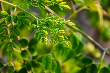 Obraz premium Branch of a Moringa Tree