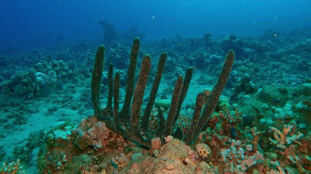 Camera moves back away from Erect Sponge on coral reef on the deep at sunset, Slow motion of Erect Rope Sponge, Hyrtios erectus on corals seabed
