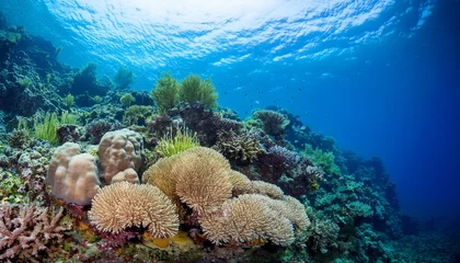 Selbstklebende Fototapeten coral reef on transparent background © William