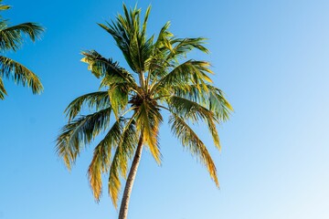 Tropical palm tree against a blue sky
