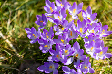 Fototapete bei efototapeten.de bestellen   