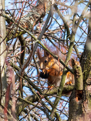 Red squirrel holding nut on a tree branch in bright daylight
