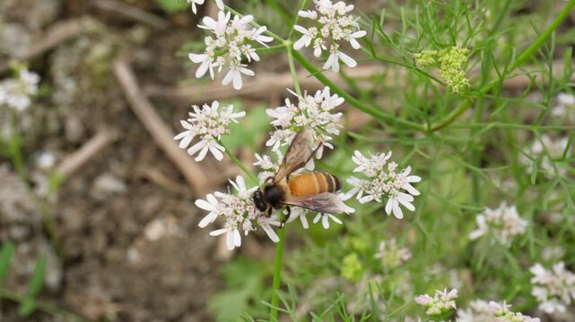 A honey bee on the cluster of coriander flowers imn close up 