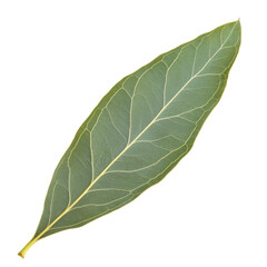 Obraz premium eucalyptus leaf isolated on white or transparent background 
