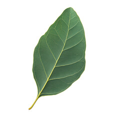 Obraz premium eucalyptus leaf isolated on white or transparent background 