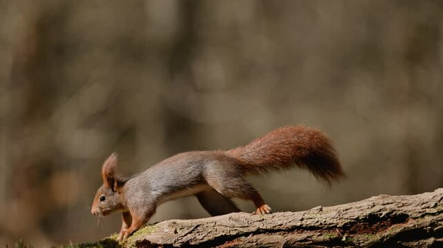 A squirrel running across a log in a forest, captured in super slow motion, Zeeland, the Netherlands