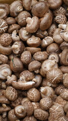 상자에 담겨 있는 표고버섯