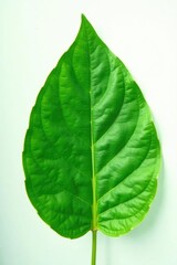 Obraz premium Delicate green leaf isolated on white background, botanical, plantlife