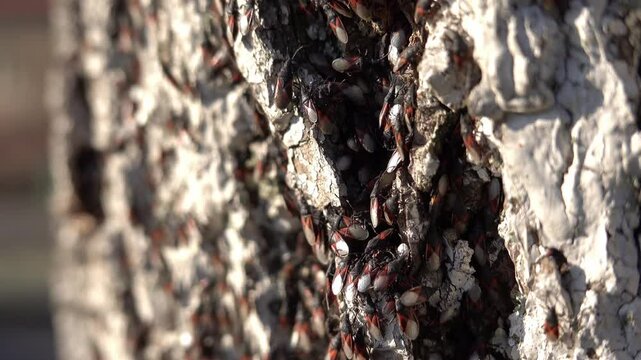 Firebugs (pyrrhocoris apterus) walking on bark of tree in sunset