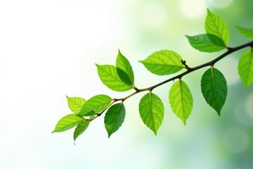 Single branch on white background isolated with subtle lighting effects, simple, foliage