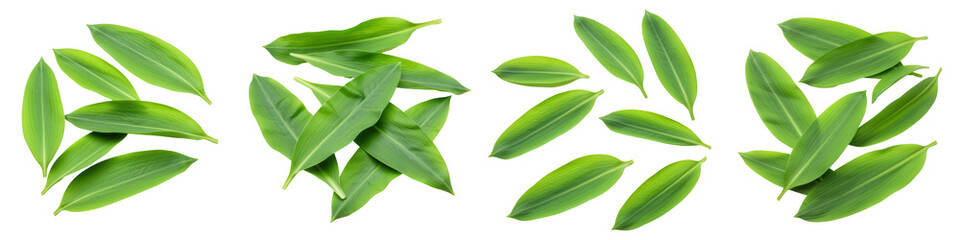 Obraz premium Loose Wild Garlic Leaves, Cut Out Set