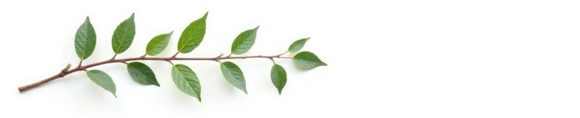 Fototapeta premium small isolated branch with leaves on white background, isolated, frosty, leaf