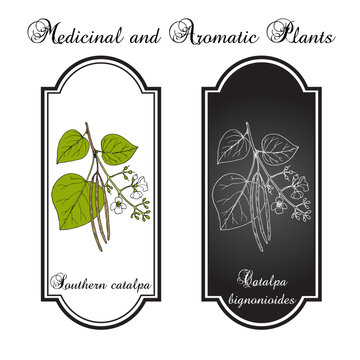 Southern catalpa, or cigartree (Catalpa bignonioides), ornamental and medicinal plant. Hand drawn botanical vector illustration
