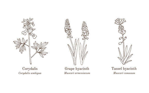 Collection of edible and medicinal plants. Hand drawn botanical vector illustration