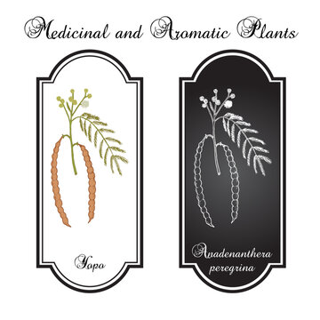 Yopo, or cohoba (Anadenanthera peregrina), medicinal plant. Hand drawn botanical vector illustration