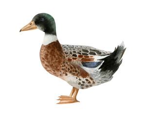 Watercolor mallard duck illustration isolated on white background. Hand drawn realistic waterfowl male bird. Wildlife avian clipart for farm village designs
