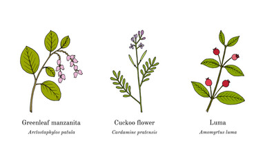 Collection of edible and medicinal plants. Hand drawn botanical vector illustration