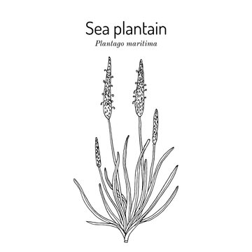 Sea plantain, or Goose tongue (Plantago maritima), edible and medicinal plant. Hand drawn botanical vector illustration