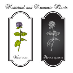 Water mint (Mentha aquatica), edible and medicinal plant. Botanical hand drawn vector illustration