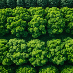 Naklejka premium Aerial View of Lush Green Forest